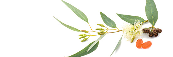 L'huile essentielle d'Eucalyptus Globulus